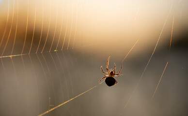 spider on the web
