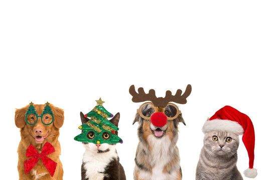 Portraits of  dogs and cats in a row wearing  christmas decoration with space for copy