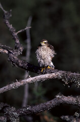 Sparrowhawk (Accipiter nisus) Sparviero