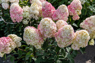 Hydrangea paniculata Rensam Samara Lydia. Pink hydrangea bush.