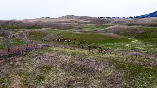 Large Herd of Elk Migrating and Grazing Rolling Hills. Wildlife Conservation Efforts, Hunting Season, Rut Mating Season. 4K Aerial Drone Shot. British Columbia, Canada.
