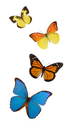 Four colourful butterflies with spread wings, incuding the blue Morhpo and the Monarch butterfly