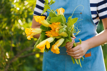 Zucchini flowers in the hands of a farmer, the concept of harvesting and gardening. Selective focus.