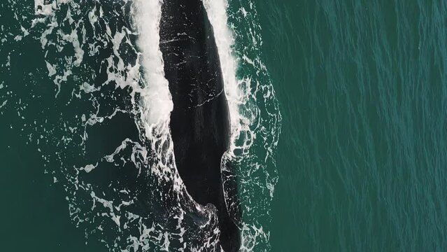 The southern right whale, Eubalaena australis swims near Brazilian shore near the town of Imbituba and exhales the air with distinct V shaped stream