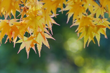 かえでの黄葉のクローズアップ