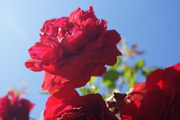 Blumen und Pflanzen in verschiedenen Farben und Formen