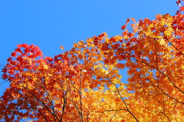 鮮やかに色づいたカエデ　青空背景