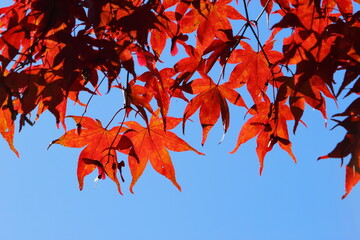 かえでの紅葉のクローズアップ　青空背景