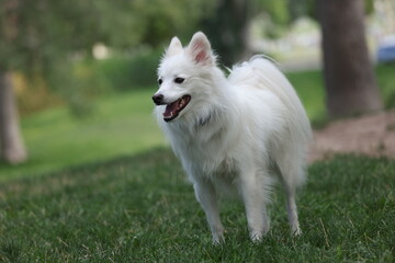 American Eskimo dog in a park