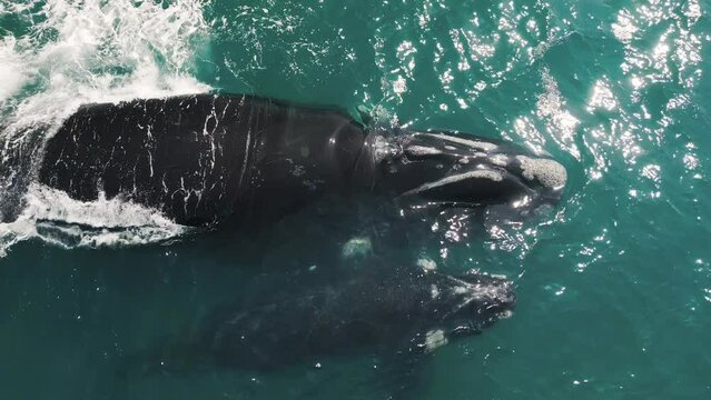 The southern right whales, Eubalaena australis. Mother and calf of the Right Whales swim near Brazilian shore near the town of Imbituba