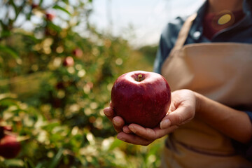 Close up of female orchard owner holding freshly picked apple.
