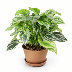 Bring the outdoors inside with a beautiful green potted plant in a white space. AI Generative.