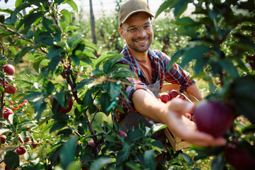 Happy orchard worker picking ripe apples.