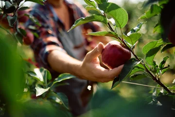 Deurstickers Close up of man picking apples during autumn harvest in orchard. © Drazen