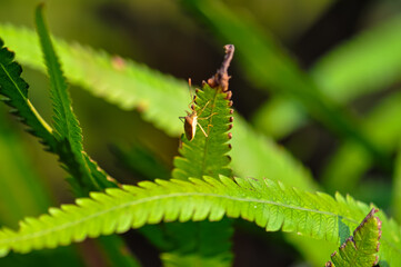 A bug sits on a green leaf in the jungle of Thailand