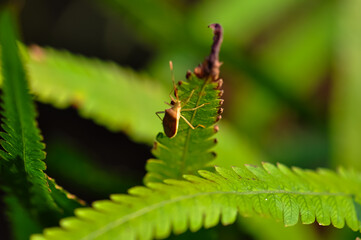 A bug sits on a green leaf in the jungle of Thailand