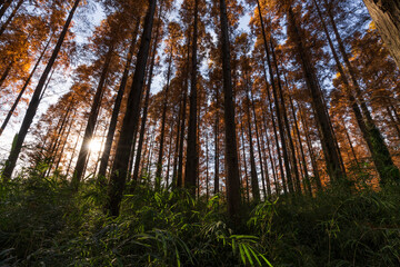 東京都葛飾区　秋の水元公園と紅葉したメタセコイア