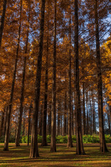 東京都葛飾区　秋の水元公園と紅葉したメタセコイア