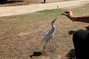 cigüeñeta,  dando de comer en el parque de la ciudadela, ave blanca, pedir comida, alimentar,...