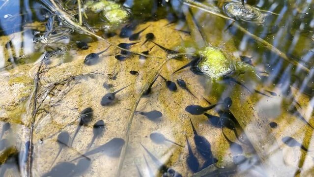 Tadpole, pollywog is larval stage in life cycle of an amphibian, frog. Tadpoles move chaotically underwater in forest swamp. Macro underwater wildlife
