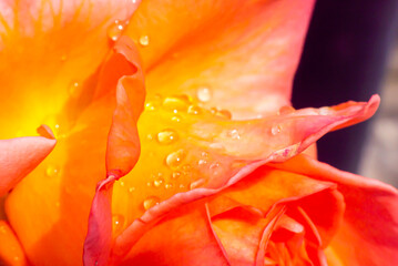 orange roses in the garden with raindrops