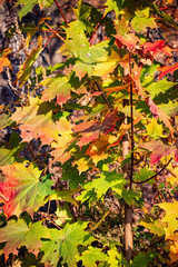 autumn leaves background