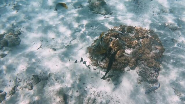 butterflyfish lime green threespot wrasse Humbug dascyllus feeding on sea urchin on coral in shallow calm lagoon of turquoise blue water with white sandy seabed during daytime Aroa beach at pacifit