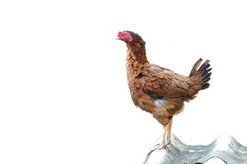Orange female chicken on a white background