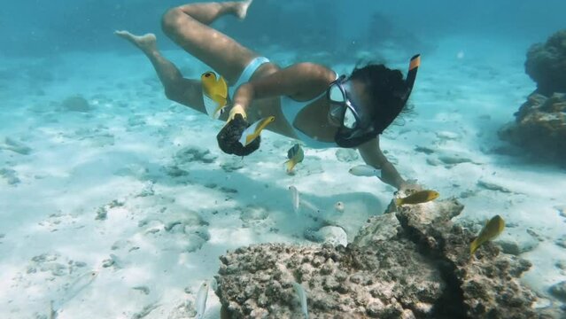 close up of close up of Asian tanned skin female girl woman wearing bikini holding sea urchin underwater feeding marine fish butterflyfish Lime Green sunset three spot Wrasse in turquoise lagoon white
