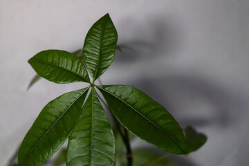 green leaves on a branch