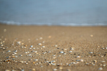 Fototapeta na wymiar shells on sand on the beach