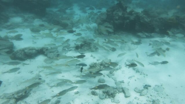underwater scene of group school fishes of Gnathodentex and Yellowtail snapper in AROA Rarotonga Cook Islands during good weather sunshine day with white sandy sea bed in turquoise ocean sea water