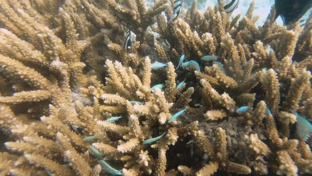 underwater scene of fine Branching Acropora with Whitetail dascyllus Blue-green chromis Humbug Damselfish hiding swimming in AROA Rarotonga Cook Islands during good weather sunshine day in turquoise