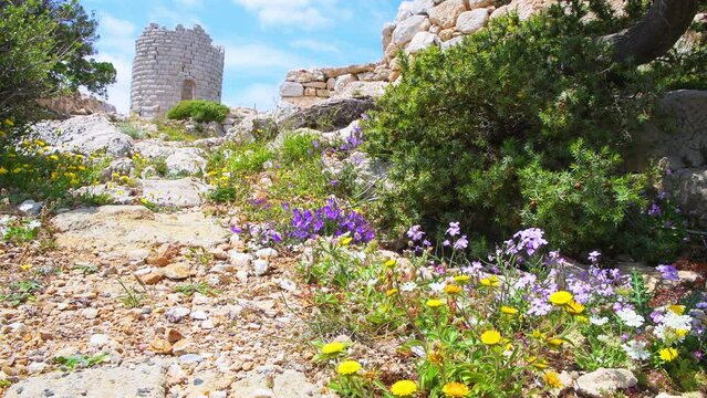 Drakano tower fortress watchtower archeological site on Ikarian Sea, Greek Aegean islands of Ikaria island, Greece with hiking trail, wildflowers