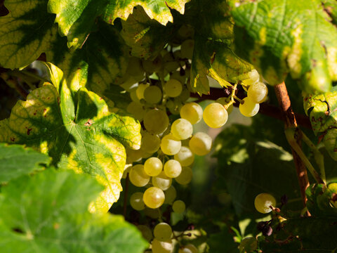 white glera grape with leaves harvesting viticolture
