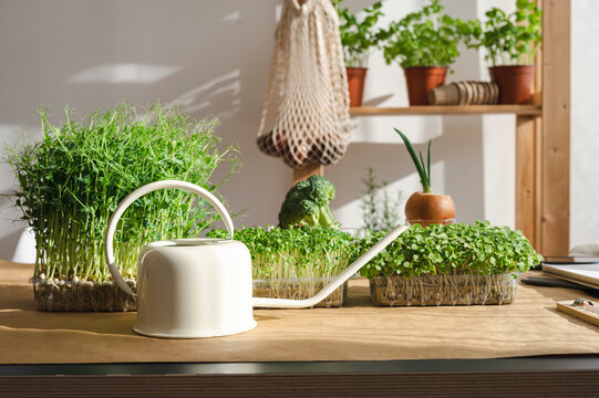 White watering can and containers of microgreens on table