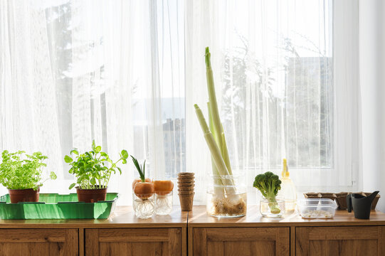 Various vegetables re-growing on shelf near window at home