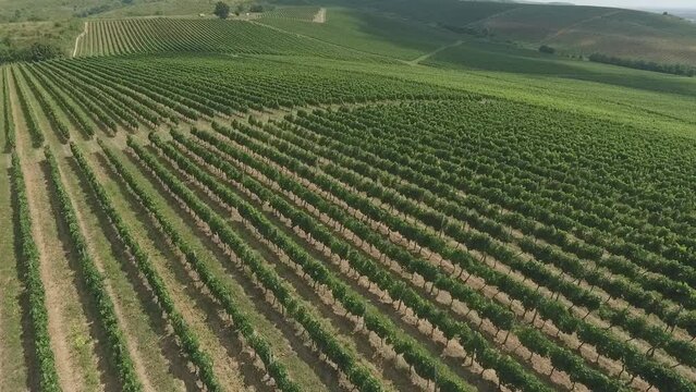 vineyards nature of ukraine, carpathian mountains,  drone video filming ukraine, cities of ukraine