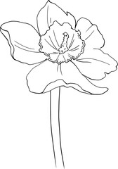 Narcissus flower line drawing. For use in the design of packaging for cosmetics, perfumes, and feminine hygiene products. For printing coloring books, packaging, printing on dishes and other purposes