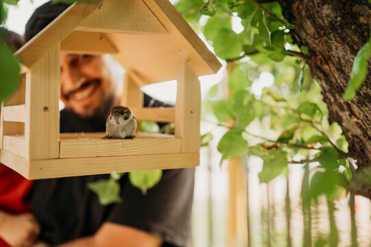 Sparrow sitting in wooden birdhouse