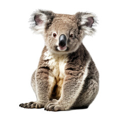 A koala is sitting on white background