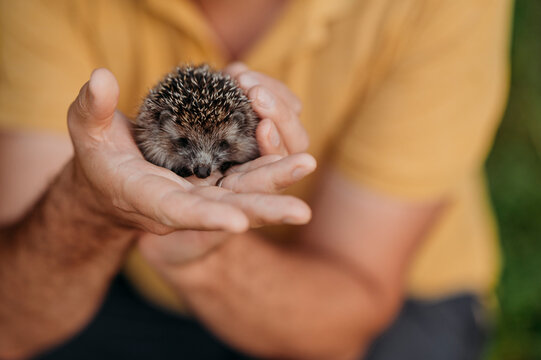 Hands of man holding hedgehog