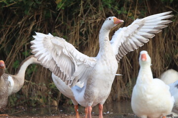 geese on the farm