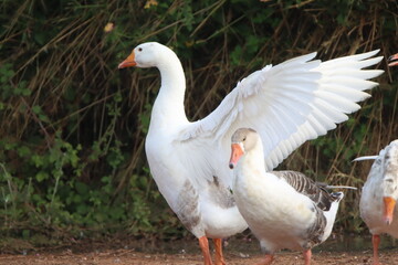 Obraz premium white goose on the grass