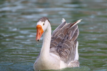 Fototapeta premium country goose swimming