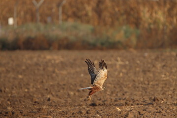 red tailed hawk