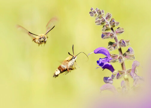 Two hummingbird hawk-moths (Macroglossum stellatarum) flying toward blooming flower
