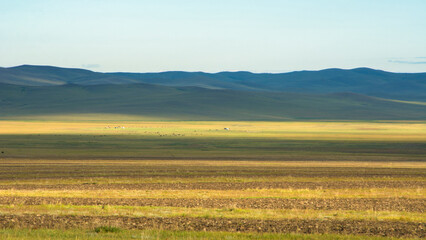 field of corn