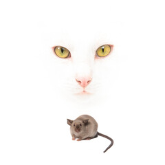 Face of a white cat with yellow eyes behind a mouse  isolated on a white background