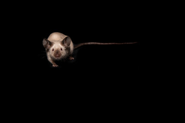 Cute little mouse walking towards you on a black background with space for copy